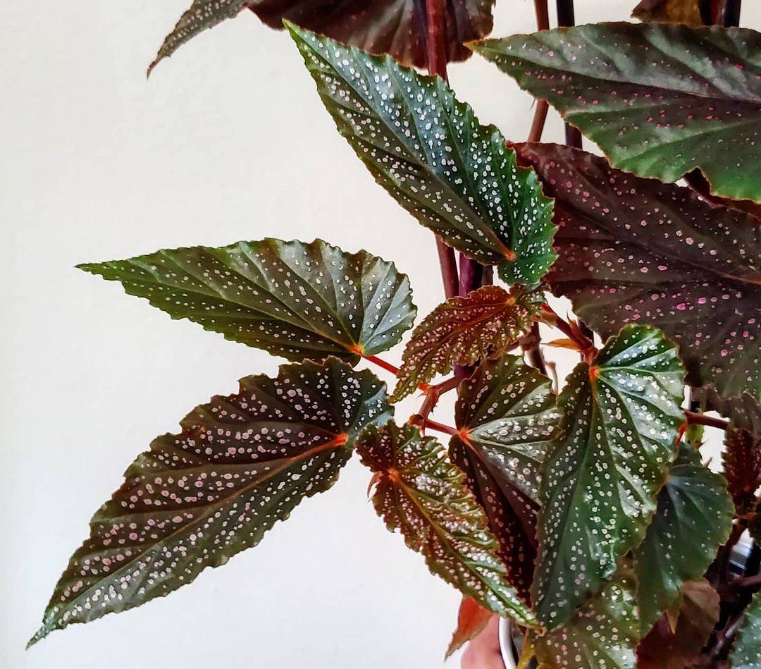 polka dot begonia, točkasta begonija, biljka