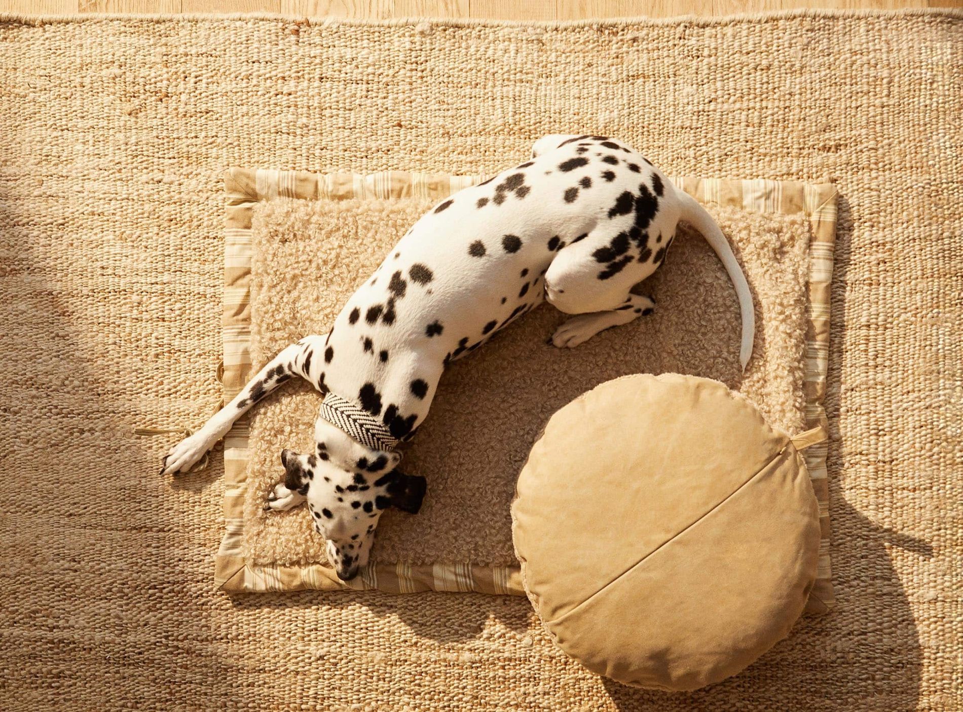 zara kolekcija kućni ljubimci