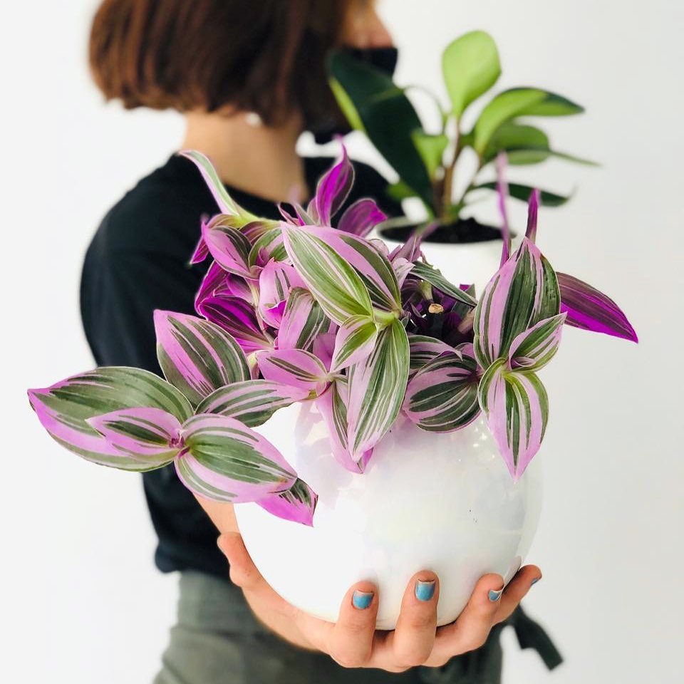 sobne biljke za početnike