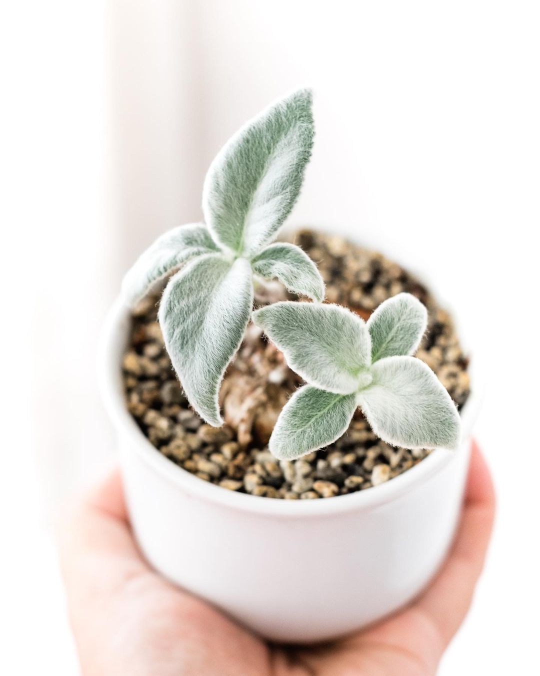 plišana biljka, sukulent