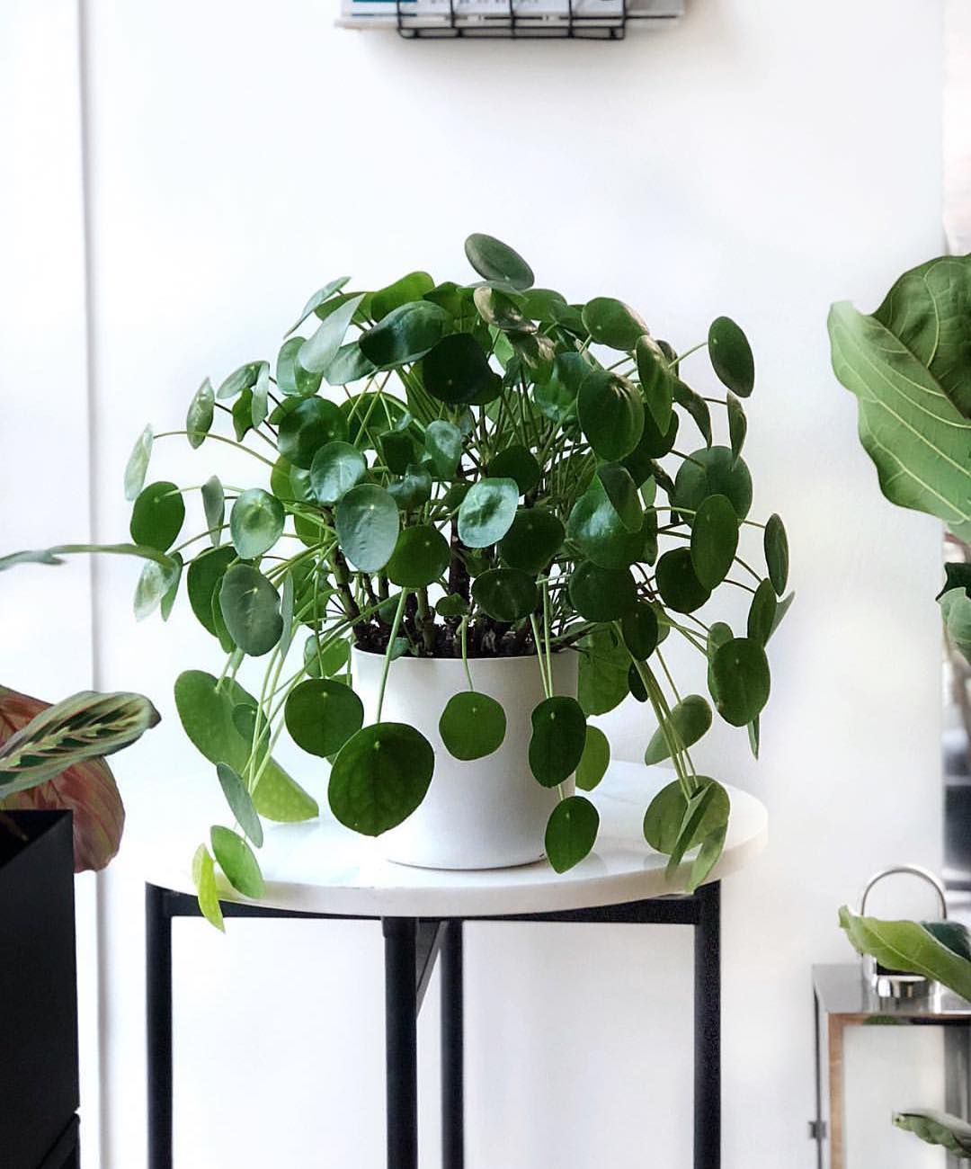Pilea peperomioides, kineski dolar