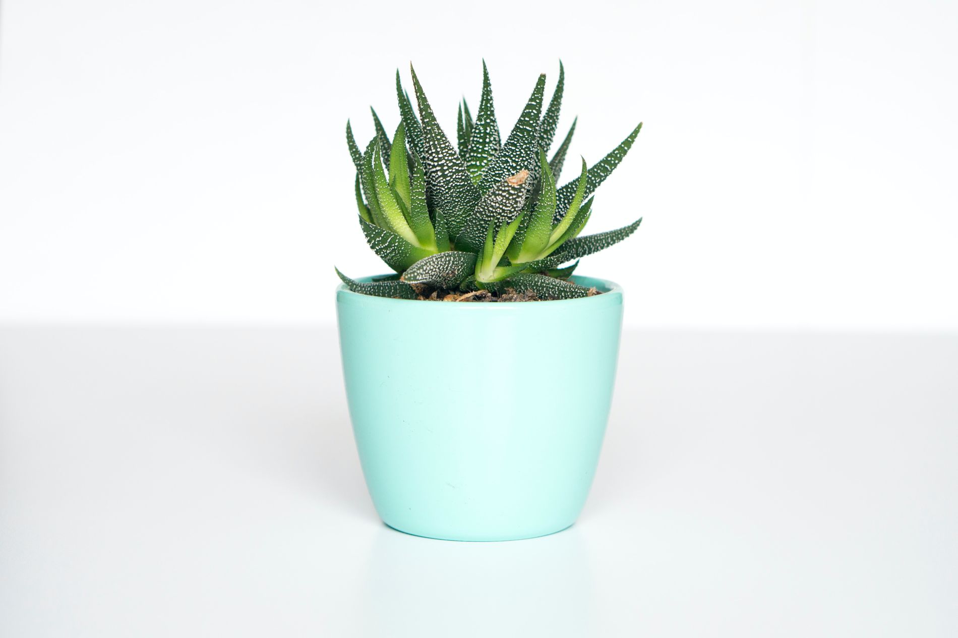 aloe vera, biljka, ljekovita biljka