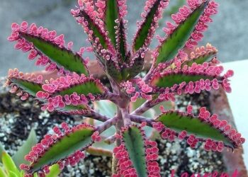 Kalanchoe 'Pink Butterflies', sukulent, biljka, sukulent u obliku leptirića