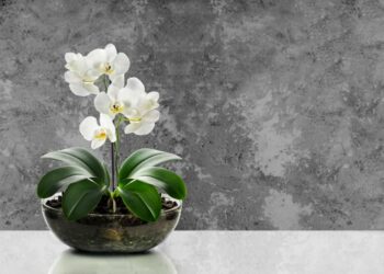 kako brinuti za orhideju