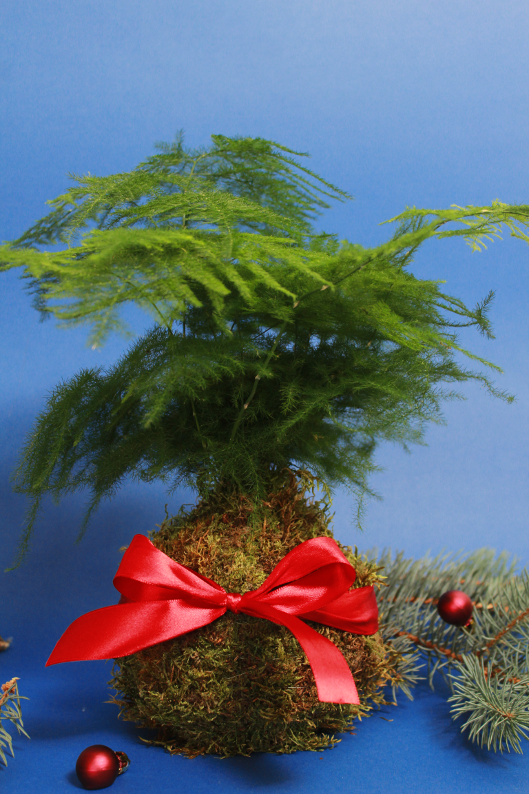 BILJKE.PLANTS božićni ukrasi