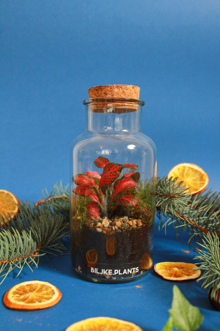 BILJKE.PLANTS božićni ukrasi