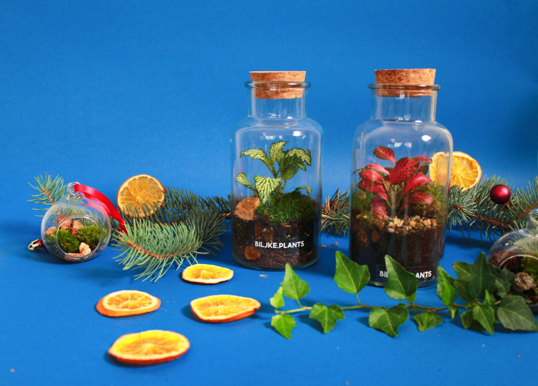 BILJKE.PLANTS božićni ukrasi