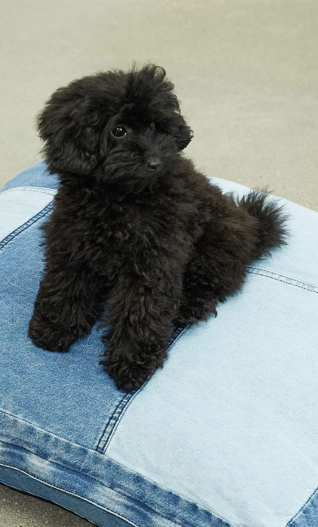 stradivarius pets kolekcija