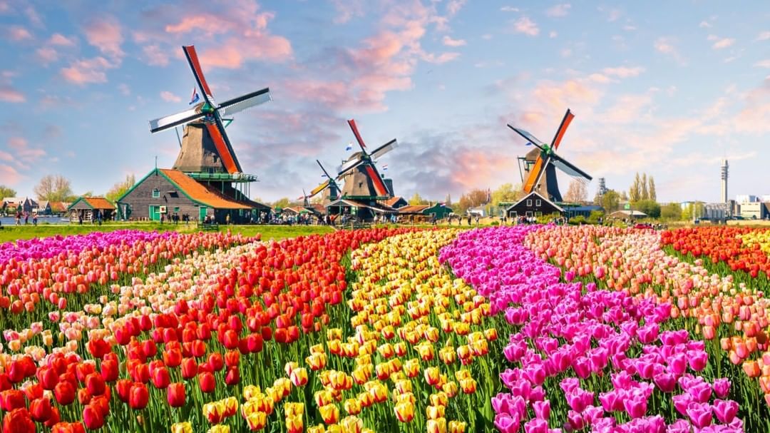 Keukenhof, nizozemska, tulipani