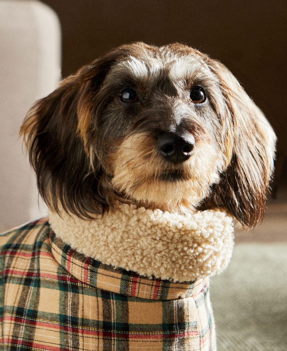 zara home pets kolekcija