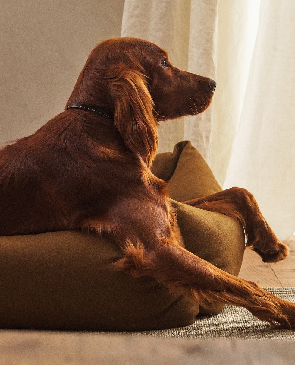 zara home pets kolekcija