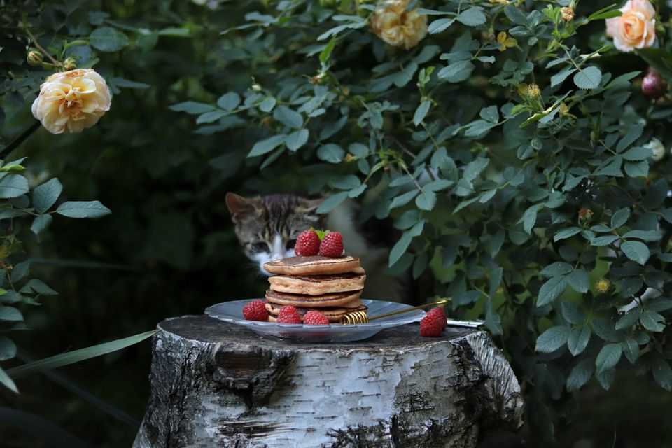 vegan chef margita modrić