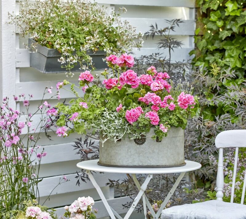 pelargonije u vrtu