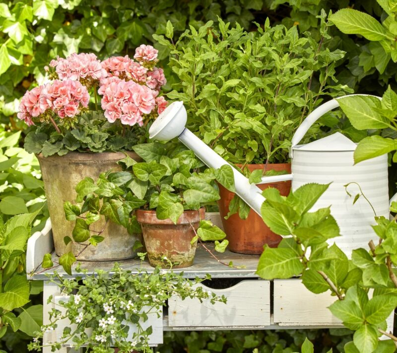pelargonije u vrtu