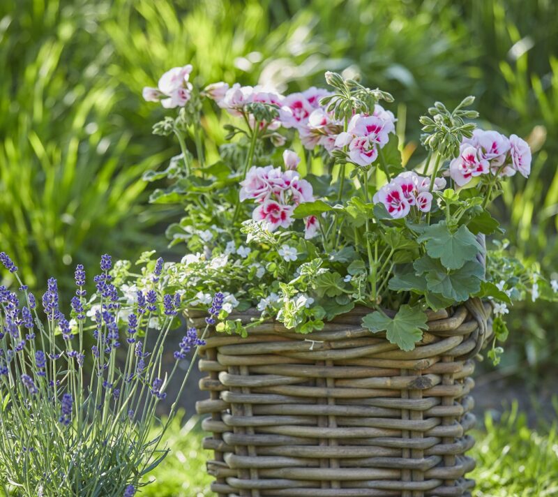 pelargonije u vrtu