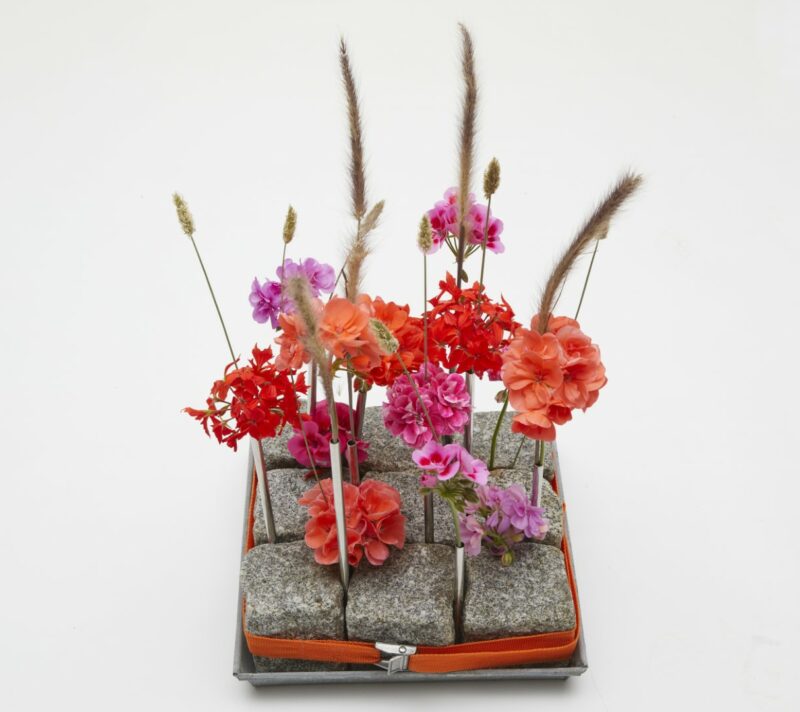 pelargonije