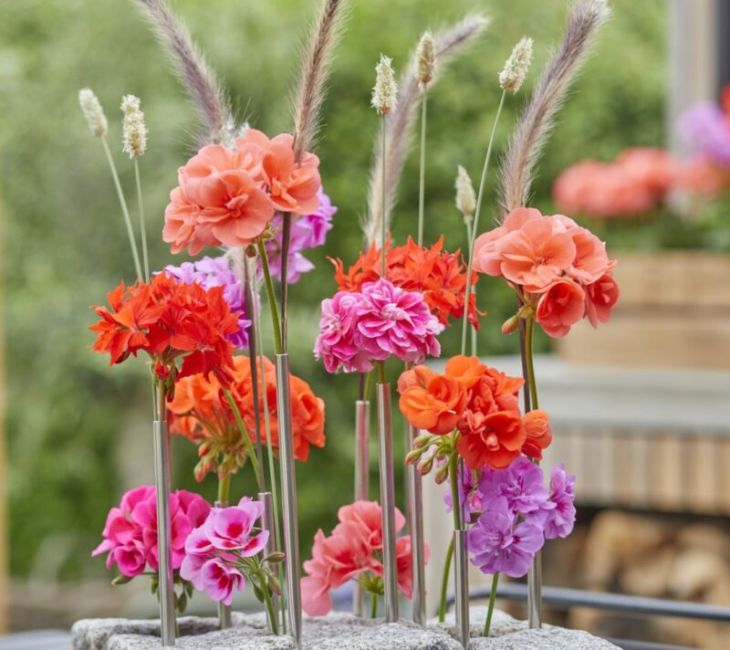 pelargonije
