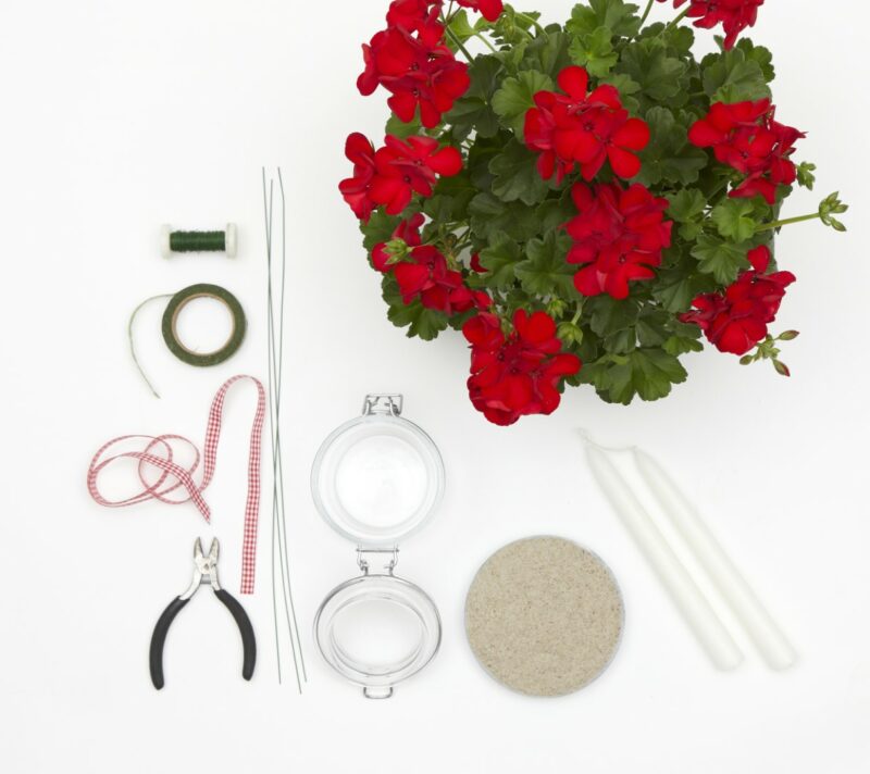 pelargonije