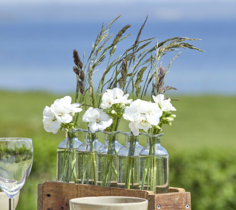 pelargonije