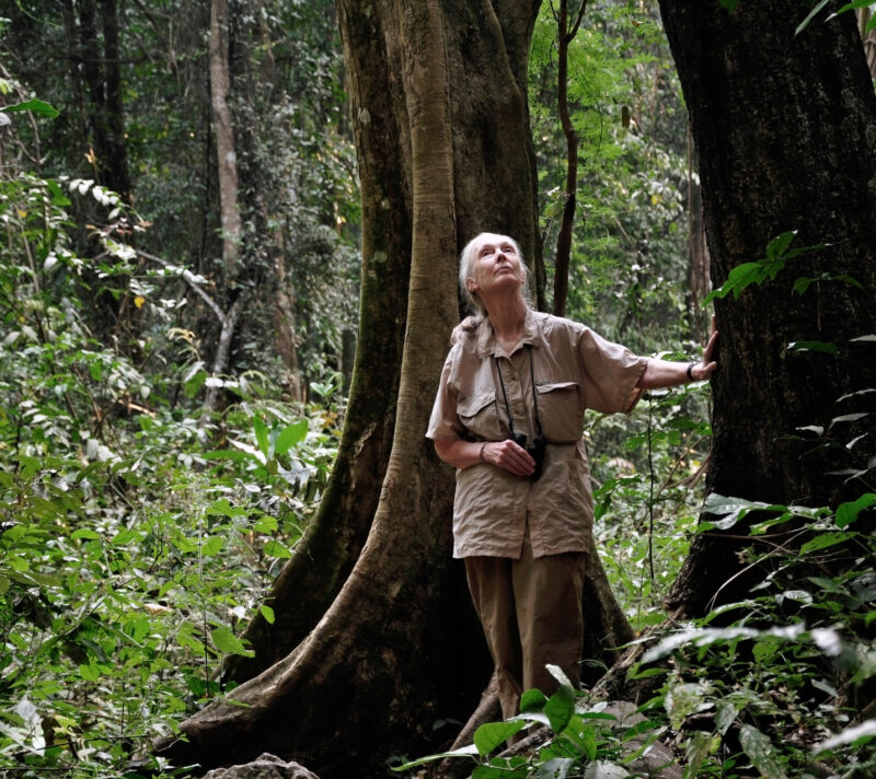 Institut Jane Goodall
