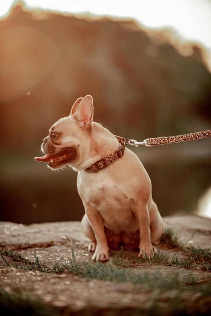 Iva Devčić i Oh my dog brend