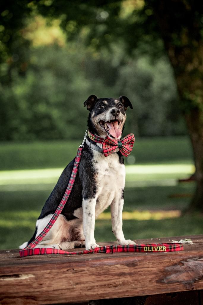 Iva Devčić i Oh my dog brend