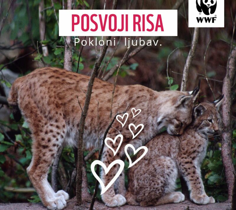 poklon za valentinovo