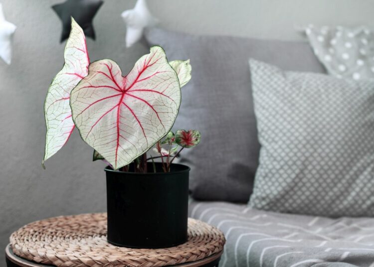 caladium biljka