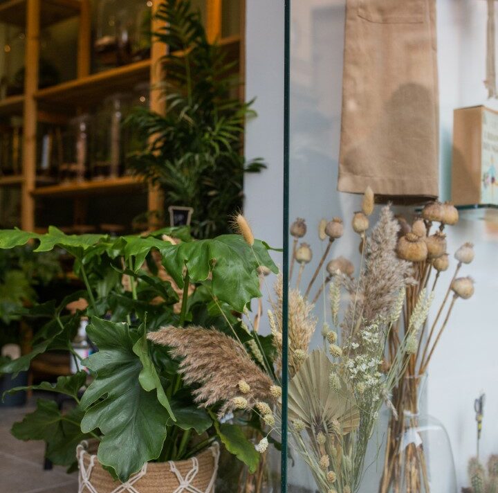 biljke plants