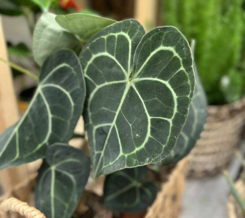 biljke plants