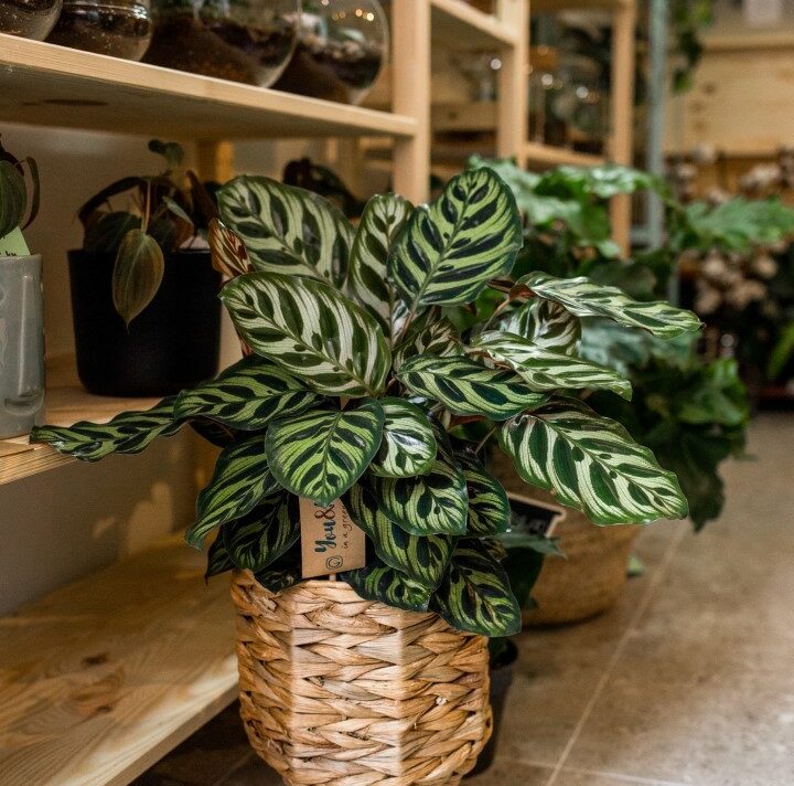 biljke plants