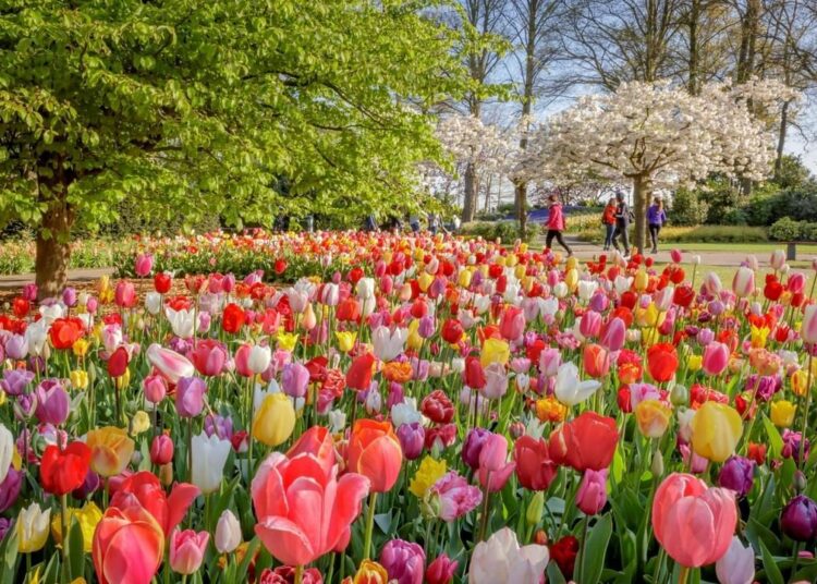 polje tulipana Keukenhof