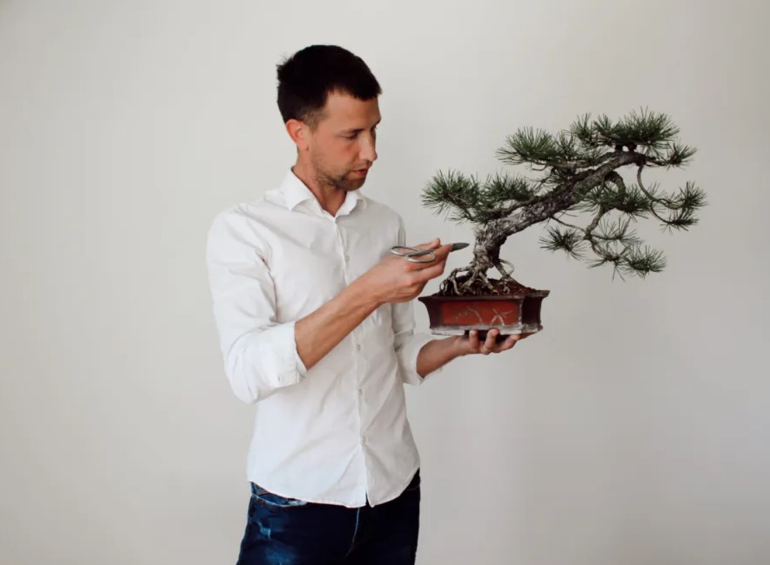 vino i bonsai radionice