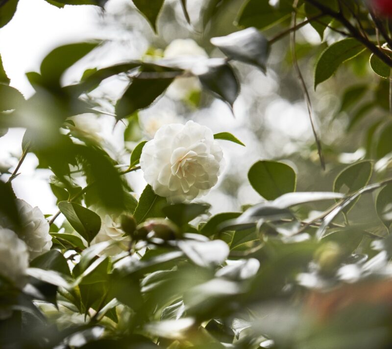 chanel camellia gaujacq