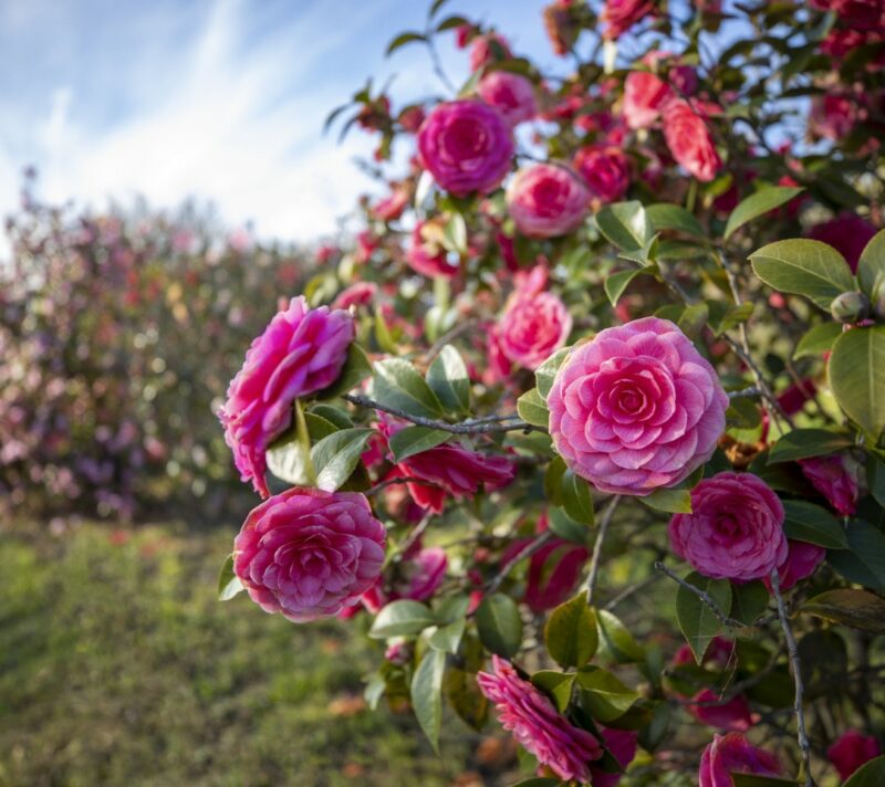 jean thoby camellia gaujacq