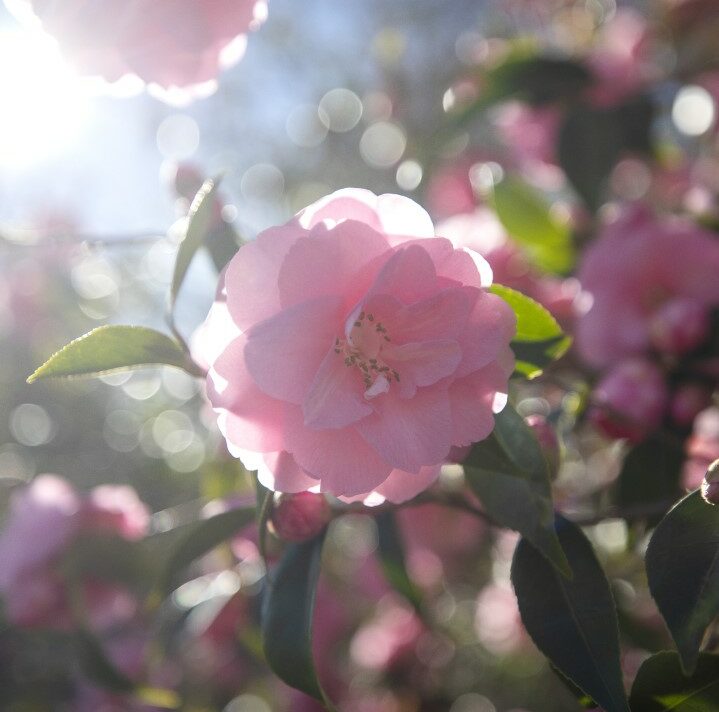 jean thoby camellia gaujacq