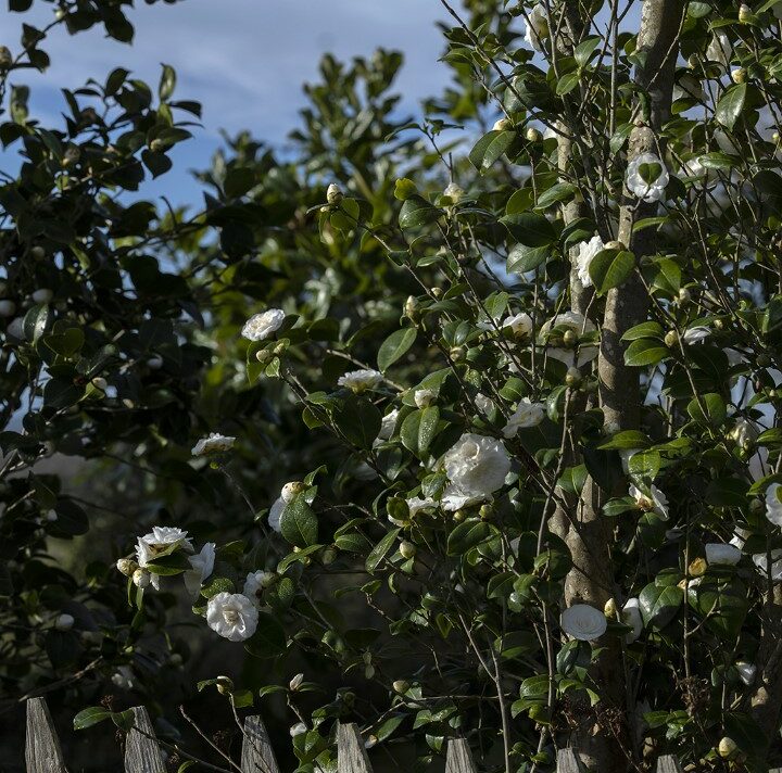 jean thoby camellia gaujacq