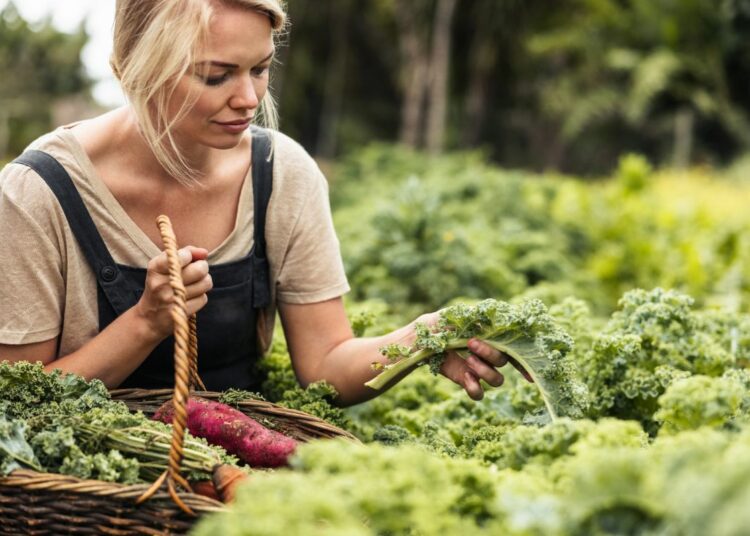 verdi farm domaći lokalni opg