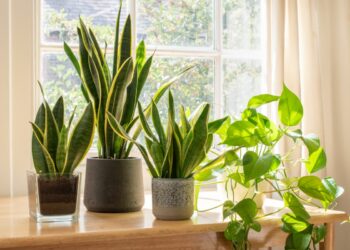 biljke za prirodno hlađenje doma