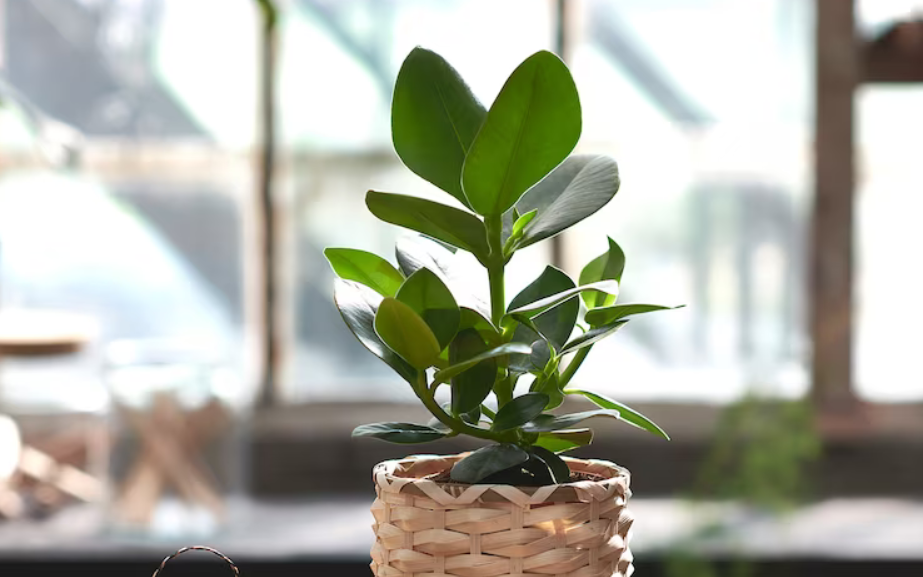 Clusia rosea Kluzija biljka