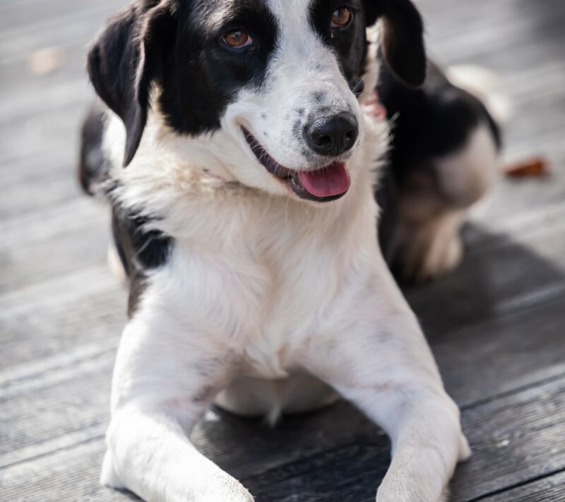 pet friendly restoran sljeme