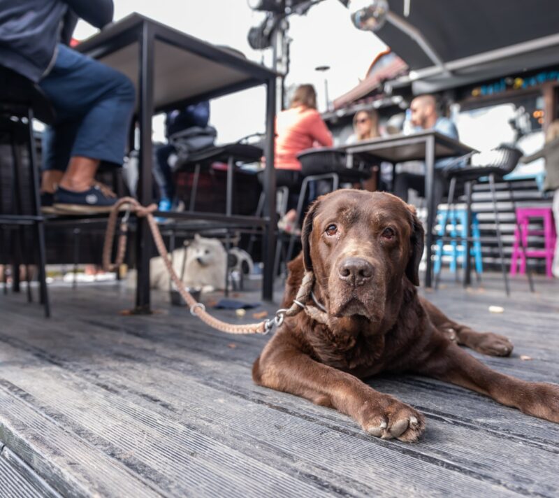 pet friendly restoran sljeme