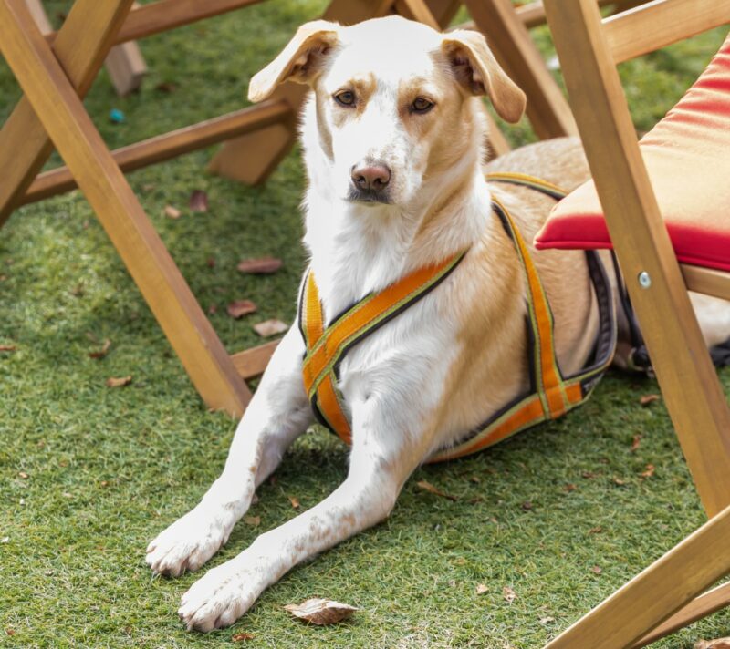 pet friendly restoran sljeme