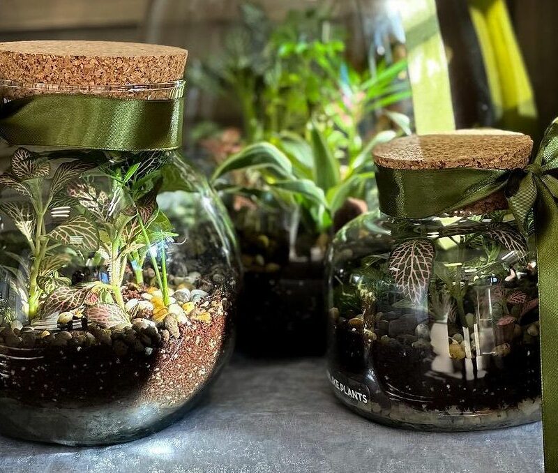 Želite izraditi svoj terarij? Znamo odlično mjesto gdje to možete