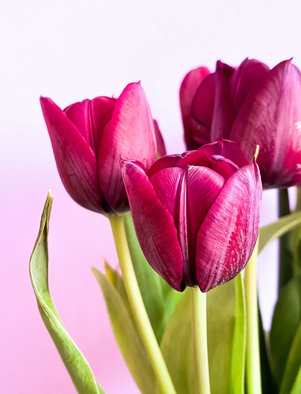 kako tulipane održati svježima u vazi