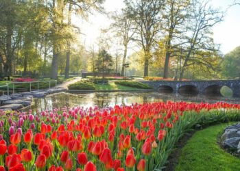 polje tulipana nizozemska