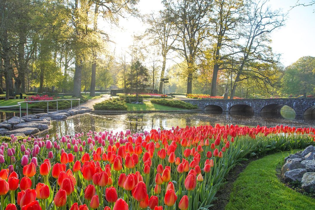 polje tulipana nizozemska