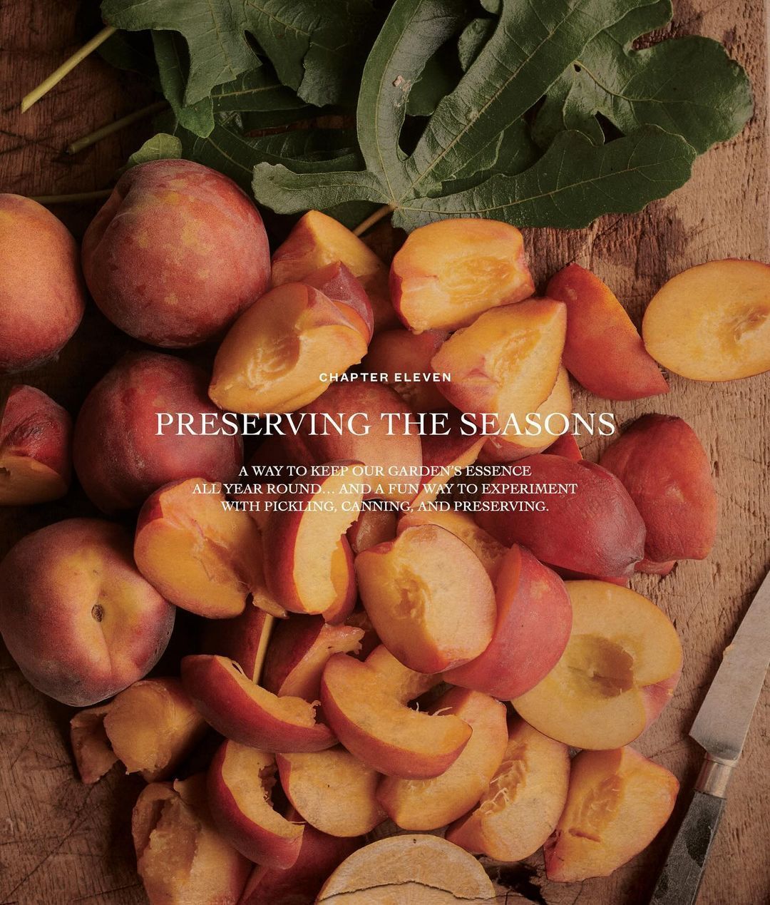 pamela anderson kuharica