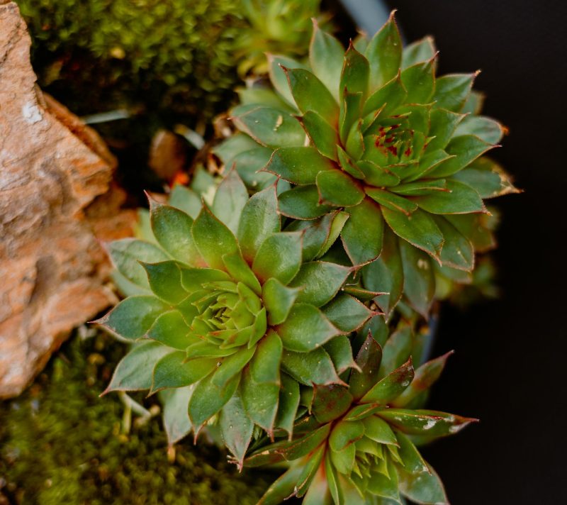5. Plant market stiže na zagrebački Branimirac