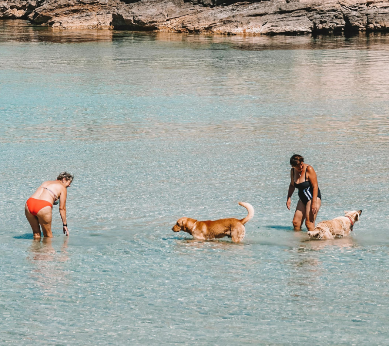 Savjeti veterinara: kako pomoći ljubimcima da se lakše nose s vrućinom